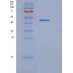 小鼠白介素1β(IL1b)重组蛋白