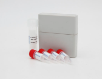 人类嗜T淋巴细胞病毒1型探针法荧光定量RT-PCR试剂盒