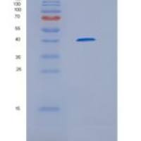 人HERC5重组蛋白