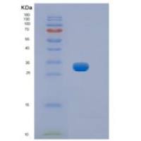 小鼠Hpgd重组蛋白