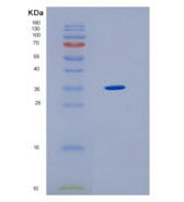 人HLA-F重组蛋白