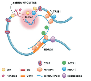 【文献速递】转录因子JUN介导的seRNA形成R环促进鼻咽癌转移