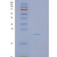 人干扰素α7(IFNa7)重组蛋白