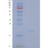 小鼠白介素18(IL18)重组蛋白