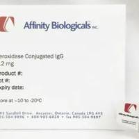 IL-2Rbeta/CD122 抗体