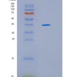 人热休克蛋白40(DNAJ) 重组蛋白