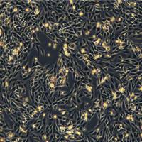 L6细胞 大鼠成肌细胞