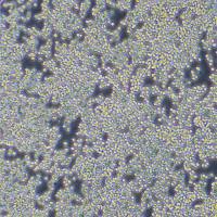 RAW264.7细胞 小鼠单核巨噬细胞白血病细胞