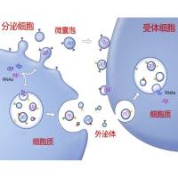外泌体技术服务 定制服务