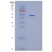 人T-细胞可诱导共刺激分子配体(ICOSLG)重组蛋白