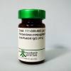 辣根过氧化物酶HRP标记亲和纯化山羊抗兔IgG（H+L）二抗 现货