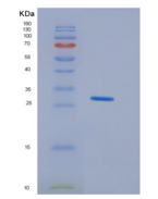 人HDGFL1重组蛋白