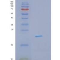 人IFNL3重组蛋白