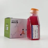 Bend.3(小鼠脑微血管内皮细胞)