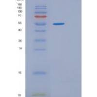 人HSPA13重组蛋白