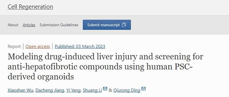 Cell Regeneration丨利用人诱导多能干细胞（iPSC）衍生的类器官模拟药物诱导的肝损伤并筛选抗肝纤维化候选药物