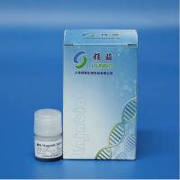 肿瘤病毒DNA提取磁珠