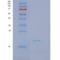 小鼠干扰素γ(IFNg)重组蛋白