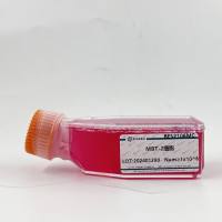 MBT-2小鼠膀胱移形癌细胞