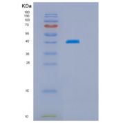 人70kDa热休克蛋白结合蛋白1(HSPBP1)重组蛋白