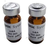 m6A抗体 m6A antibody 现货|m6A antibody - 202 003