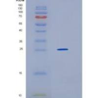 人高迁移率族框蛋白2(HMGB2)重组蛋白