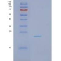 人白介素1α(IL1a)重组蛋白