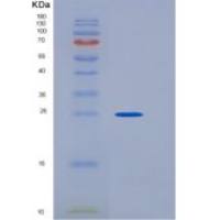 人HPGDS重组蛋白