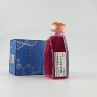 MPC-5、MPC5;小鼠足细胞