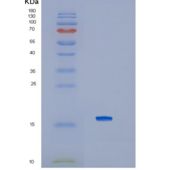 人白介素4(IL4)重组蛋白