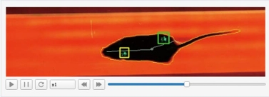大小鼠步态分析系统