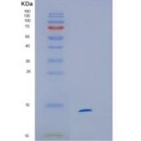 人HINT1重组蛋白