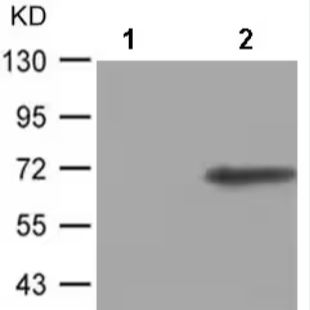 Anti-Cdc25A (phospho S124) antibody
