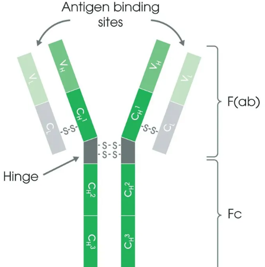 Anti-Neuritin/NRN1 Antibody