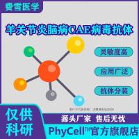 抗羊关节炎脑病CAE病毒单克隆抗体