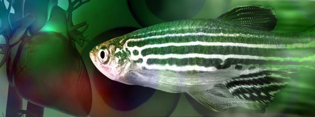 心外膜前体细胞群协调编排斑马鱼心脏的再生