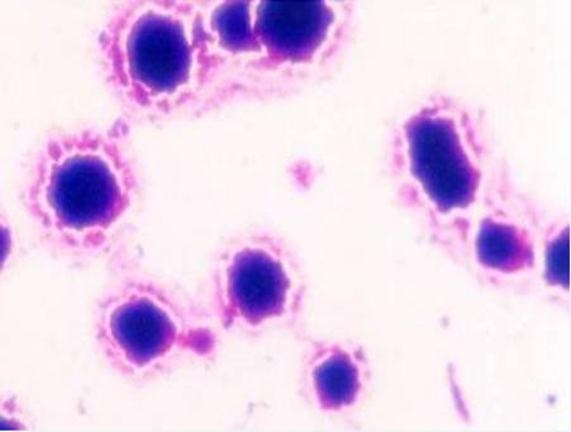 500μg，禽支原体单克隆抗体，禽支原体抗体