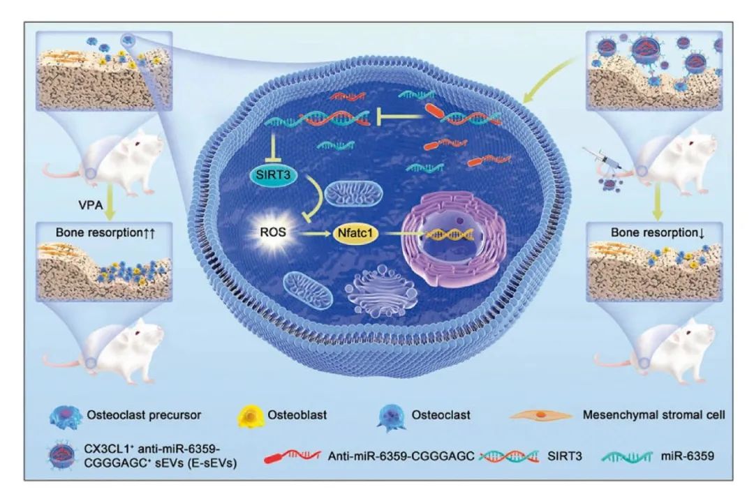 miRNA研究进展盘点丨20240129期
