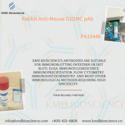 Rabbit Anti-Mouse GSDMC pAb|兔抗鼠GSDMC多克隆抗体