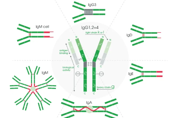 Anti-Neuritin/NRN1 Antibody