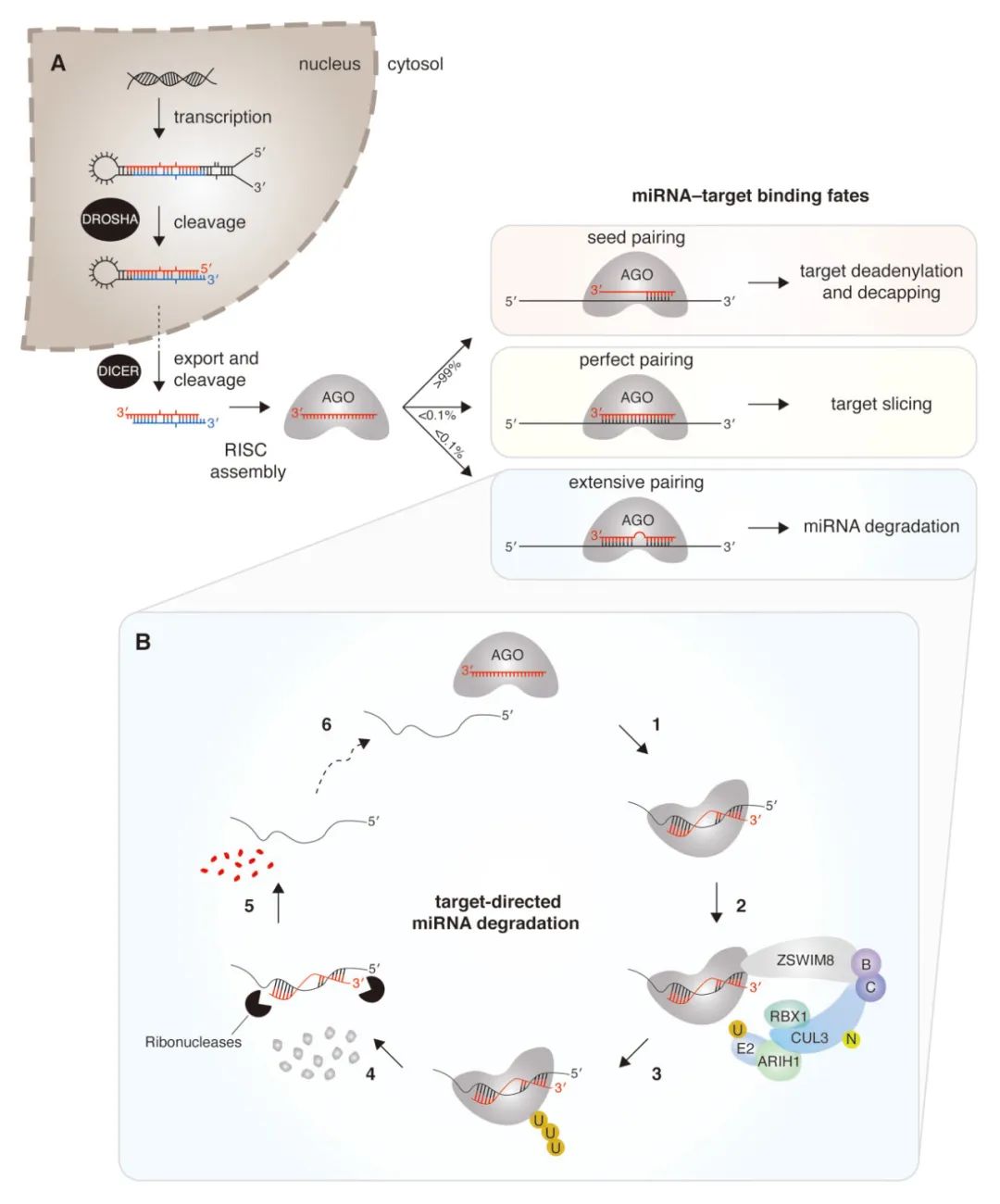 miRNA研究进展盘点丨20240122期