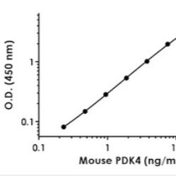 Anti-PDK4 antibody - BSA and Azide free (Capture)