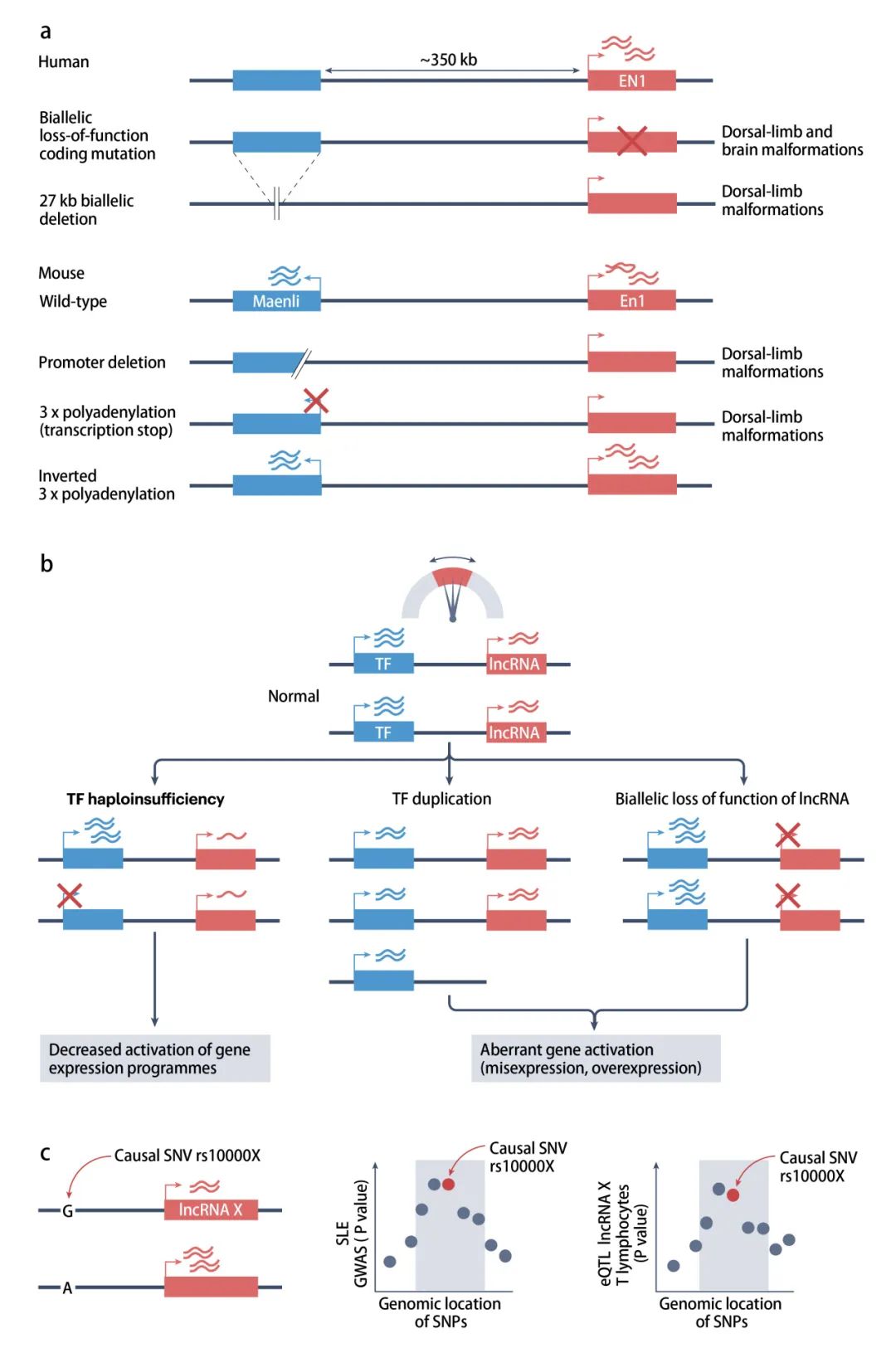 lncRNA研究进展盘点丨20240126期