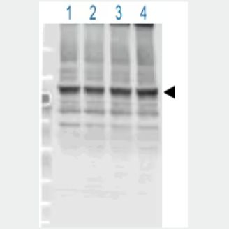 Anti-NF2 / Merlin (phospho S518) antibody