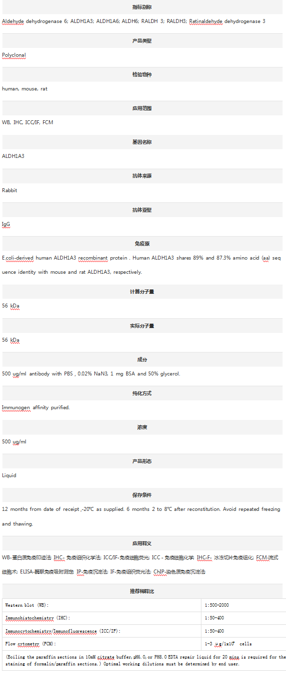 Anti-ALDH1A3 Antibody