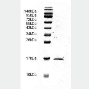 Recombinant human TGF beta 1 protein