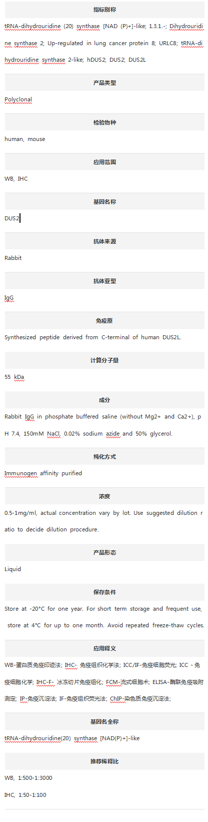 Anti-DUS2L/DUS2 Antibody