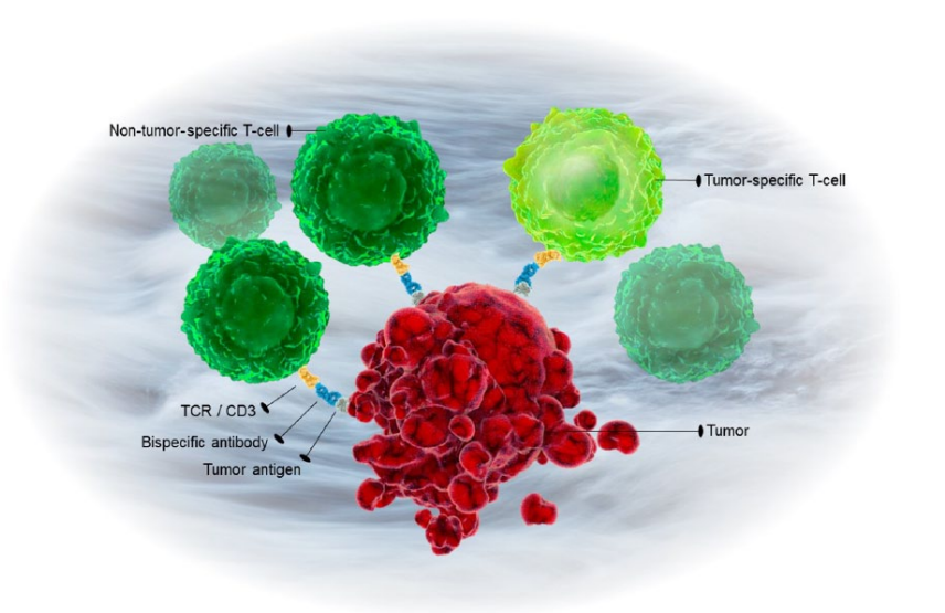 Nature Communications | CD3 BsAb治疗“冷”肿瘤的新突破