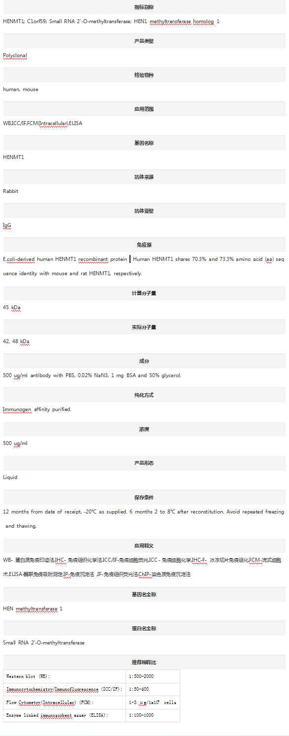 Anti-HENMT1 Antibody