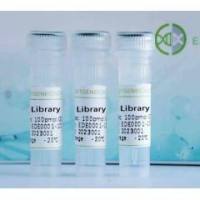 LentiCRISPR v2-HVCN1-sgRNA1-PURO